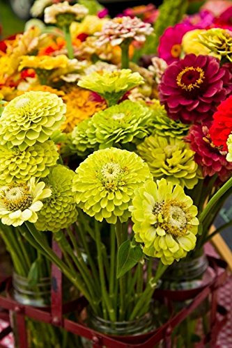 Seeds Zinnia Dahlia Mix the seeds - Zinnia Elegans Dahliaeflora