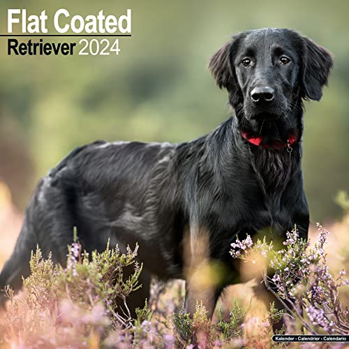 Flat-Coated Retriever 2024 - 16-Monatskalender: Original Avonside-Kalender [Mehrsprachig] [Kalender] (Wall-Kalender)
