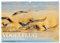 Magie des Augenblicks - Vogelflug - Eleganz auf Schwingen (Wandkalender 2025 DIN A2 quer), CALVENDO Monatskalender