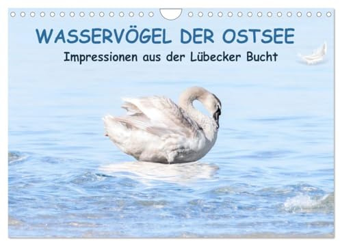 Wasservögel der Ostsee - Impressionen aus der Lübecker Bucht (Wandkalender 2026 DIN A4 quer), CALVENDO Monatskalender: Maritime Aufnahmen von Wasservögeln. (CALVENDO Tiere)