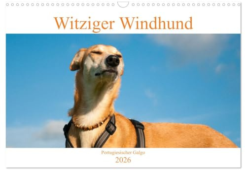 Witziger Windhund - Portugiesischer Galgo (Wandkalender 2026 DIN A3 quer), CALVENDO Monatskalender: Lebensfreude eines zauberhaften Hundes (CALVENDO Tiere)