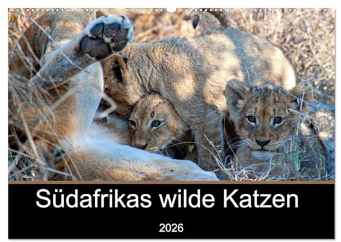 Südafrikas wilde Katzen (Wandkalender 2026 DIN A2 quer), CALVENDO Monatskalender: Fotografien von den Raubkatzen in Südafrika (CALVENDO Tiere)