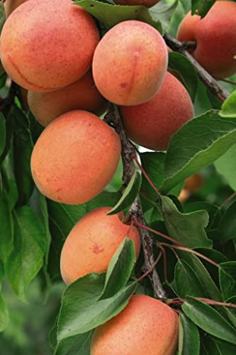 Dwarf Apricot Tree UK Sibleys 'Flavourcot'® Prunus armeniaca Myrobalan A Rootstock Self-Fertile Hardy Tree Easy to Grow Your Own Outdoor Garden Fruit Trees 1x 4-Litre Potted Plant by Suttons