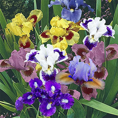 Iris Misti - Bulbi Di Alta Qualità-Rizomi di Iris germanica in miscuglio di vari colori