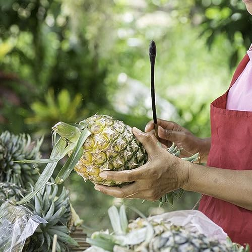30 pcs Ananas Samen Zimmerpflanze, Nachhaltige Geschenke Für Frauen Ananas Comosus Alte Sorten Saatgut Säulenobst Winterhart, Saatgut Exotische Pflanzen, Pflanzen Samen Indoor Exotische