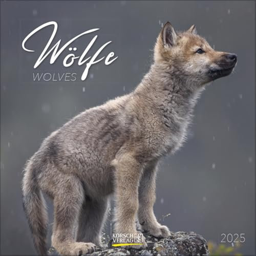 Wölfe 2025: Broschürenkalender mit Ferienterminen. Fasziniernde Bilder von Wölfen. 30 x 30 cm