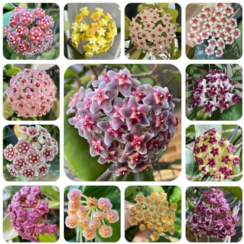 hoya pflanze samen - winterharte kübelpflanzen, balkon pflanze wachsblume hoya porzellanblume exotische pflanzen winterhart, samen winterhart pflanzen, gartenblumen mehrjährig 150pcs