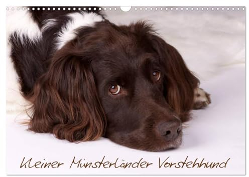 Kleiner Münsterländer Vorstehhund (Wandkalender 2025 DIN A3 quer), CALVENDO Monatskalender
