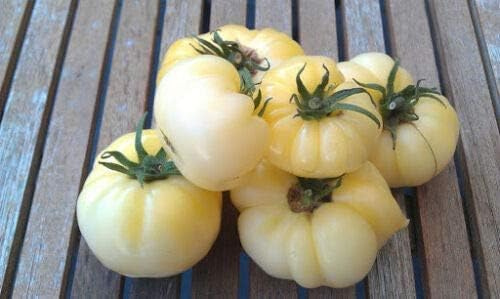 50 graines de TOMATE BLANCHE WHITE BEAUTY (Lycop. Escul.) E221 WHITE TOMATO SEEDS - Legume Jardin - 330