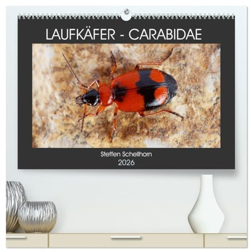 LAUFKÄFER - CARABIDAE (hochwertiger Premium Wandkalender 2026 DIN A2 quer), Kunstdruck in Hochglanz: Außergewöhnliche Fotos von heimischen Laufkäfern (CALVENDO Tiere)