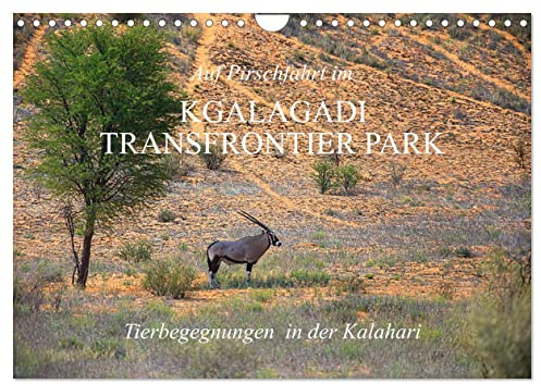 Auf Pirschfahrt im Kgalagadi Transfrontier Park (Wandkalender 2026 DIN A4 quer), CALVENDO Monatskalender: Als Selbstfahrer die faszinierende Tiervielfalt erleben (CALVENDO Natur)