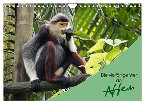 Die vielfältige Welt der Affen (Wandkalender 2026 DIN A4 quer), CALVENDO Monatskalender: Einblicke in die vielfältige und beeindruckende Welt der Affen. (CALVENDO Tiere)