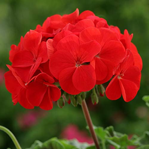 Geranium F1 Horizon Red Pelargonium Plug Plants x 12 Annual Bedding and Basket