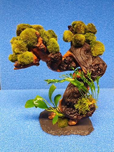 Garnelenbäumchen mit 20 Mooskugeln ca. 20 cm Waurzel mitFarn und Anubias bepflanzt (Mopani) Tropica Aquarium Wasserpflanzen