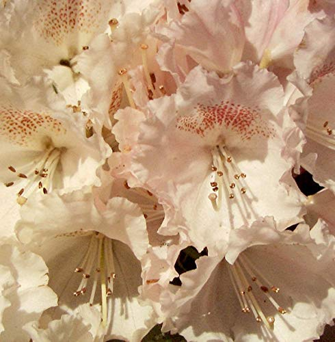 Hochstamm Rhododendron Heinjes Zauberflöte 80-100cm - Alpenrose - Gartenpflanze