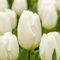 Bloomique - Mischung aus 20 - Tulipa - Tulpenzwiebeln - Weiß - Blumenzwiebeln - Frühlingsblüher - Mehrjährige Pflanzen - Wird 30-35 cm groß