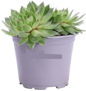 Semprevivi (Sempervivum) 1 Piantina in Vaso | Succulente perenni a rosetta, Pianta Grassa, Resilienti e Colorate | Bassa Manutenzione e Poca Irrigazione | Ideali per Giardini, Aiuole, Bordure e Vasi