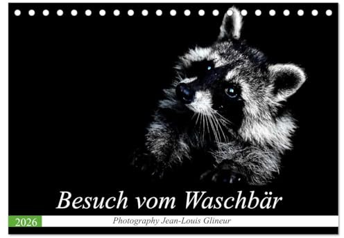 Besuch vom Waschbär (Tischkalender 2026 DIN A5 quer), CALVENDO Monatskalender: Drollig, klug und schön anzuschauen (CALVENDO Tiere)