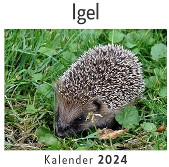 Igel (Wandkalender 2024, Kalender DIN A4 quer, Monatskalender im Querformat mit Kalendarium, Das perfekte Geschenk)