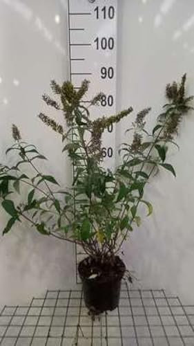 Buddleja dav. 'Reve de Papillon White'® - Schmetterlingsstrauch 40-60 cm Container