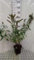 Buddleja dav. 'Reve de Papillon White'® - Schmetterlingsstrauch 40-60 cm Container
