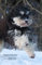 Wochenkalender 2013: Hund Silas, rechte Seite Kalender, linke Seite Notizbuch, 1 Woche = 1 Seite, ca A5