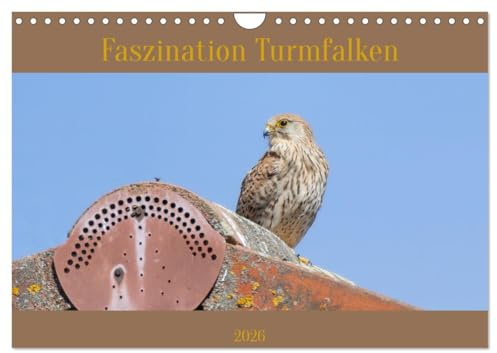 Faszination Turmfalken (Wandkalender 2026 DIN A4 quer), CALVENDO Monatskalender: Die schnellen Jäger der Lüfte (CALVENDO Tiere)