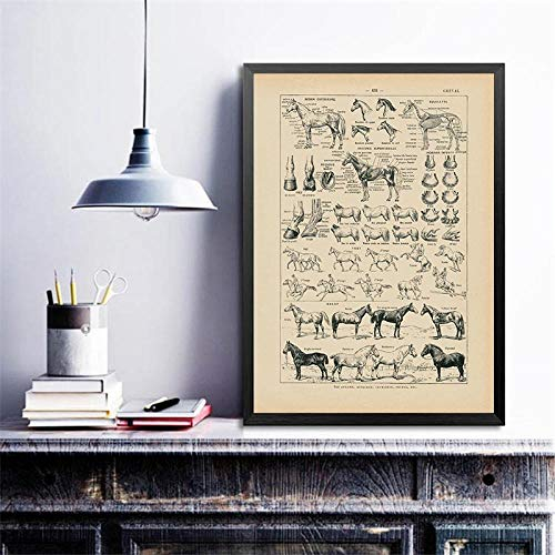 Bilder,Poster Kunstdrucke,Vintage Französisch Pferd Anatomie Diagramm Druckt Biologie Wandkunst Dekor, Pferd Illustration Tier Poster Leinwand Malerei Büro Dekor,Gemälde - 30X40Cm