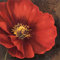 Feeling at home KUNSTDRUCK auf LEINWAND im SCHATTENFUGENRAHMEN Rouge Mohnblumen I Gray Jordan - Blumen quadrat Leinwandbilder im Holzrahmen cm_57_X_57