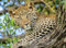 Nathan Puzzle 500 Teile Leopardenaugen Erwachsene und Kinder ab 12 Jahren Premium Puzzle Perfekte Integration Wildlife Collection 12000959