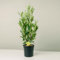 Plantì PRUNUS LAUROCERASUS (HERBERGII). Lauroceraso sempreverde, vaso da 19 cm. Piante vere per esterno con fogliame denso e lucido. 6 mesi di concimazione inclusi.