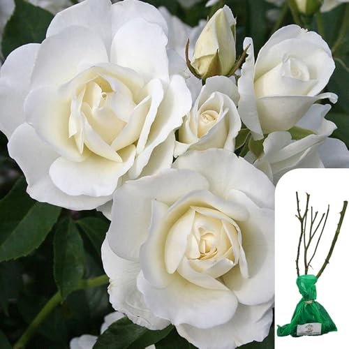 1 x Rosa Iceberg Floribunda Rose - Bare Root, Award-Winning White Rose, Fragrant Blooms, Ideal for Garden Borders, Flower Beds & Containers - When Only The Best Will Do - Top Grade “A” Roses