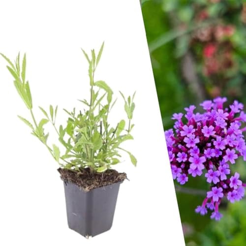 Plants by Frank Verbena Bonariensis, 48x Eisenkraut Pflanzen, Ø 9 cm | Eisenkraut Pflanze mit Blauviolette Blütenfarbe, Stauden Winterhart Mehrjährig, Gartenpflanze, Topf 9 cm, Höhe: 15 cm