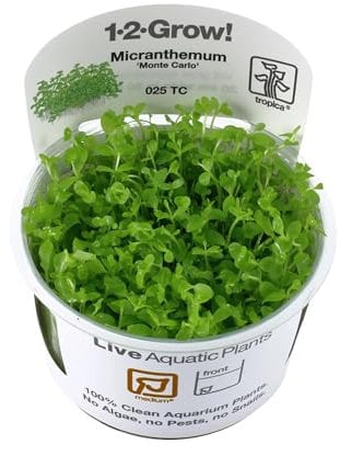 Tropica Micranthemum 'Monte-Carlo' 1-2-GROW!