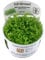 Tropica Micranthemum 'Monte-Carlo' 1-2-GROW!