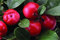 seedsown Keimfutter: 400 Samen: Wintergrün, Gaultheria Procumbens, Samen, (Essbare Fragrant Bodendecker)