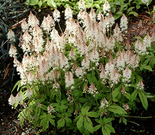 3 x Tiarella Hybride 'Spring Symphony' (Staude/Winterhart/Mehrjährig/Bodendecker/Stauden/Immergrün) Schaumblüte - Frühlingshafter Charme für schattige Beete - Tolles Blütenmeer - von Stauden Gänge