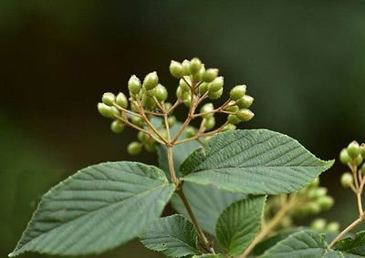 Cinese Viburnum Ichangense arbusto ornamentale delle piante, 25 semi