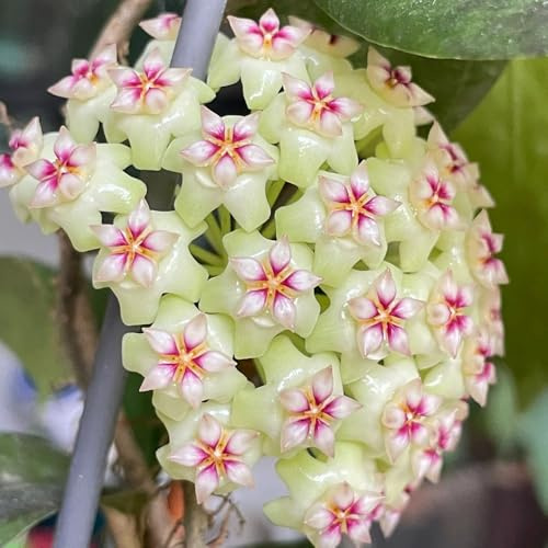 hoyapflanzen - 1pflanzen porzellanblume wachsblume zierblumen