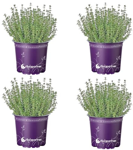 echter Thymian Pflanze – Thymus vulgaris Kräuter Pflanzen 4er -Set für aromatische Küche | Frische Kräuterpflanzen für deinen Garten oder Balkon