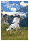 PICSonPAPER Poster WEISSES Pferd IN Bergen, ungerahmt 40 cm x 50 cm, Kunstdruck, Wandbild, Fineartprint, Pferdeposter, Tierposter (Pferd, 40 cm x 50 cm)