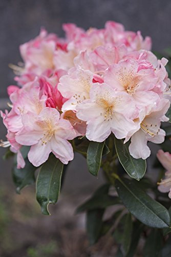 Rhododendron Percy Wiseman in 9cm Pot, Pink-Flushed, Cream Flowers 3fatpigs®