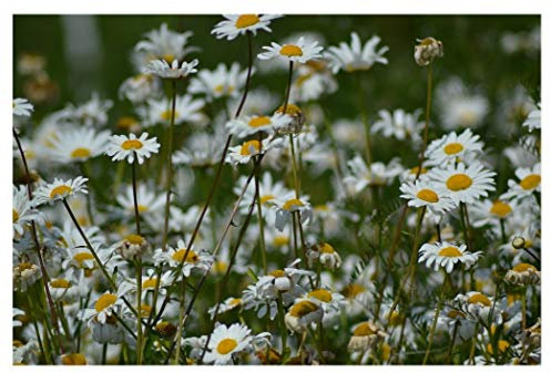 PREMIER SEEDS DIRECT - ORGANIC WILD FLOWER OX EYE DAISY 2 GM SEEDS APPROX 6,000 SEEDS