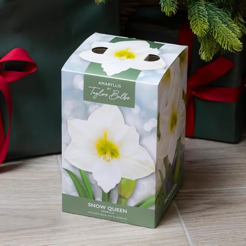 YouGarden Amaryllis 'Snow Queen' Indoor Growing Kit