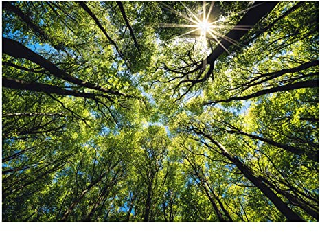 WallArena - Vlies Fototapete Baumkronen Bäume Wald Sonne Himmel Natur 254x184 cm - Fototapeten - Tapeten - für Wohnzimmer Schlafzimmer - Vliestapete Wandtapete Tapete 3D Effekt- inkl. Kleister