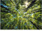 WallArena - Vlies Fototapete Baumkronen Bäume Wald Sonne Himmel Natur 254x184 cm - Fototapeten - Tapeten - für Wohnzimmer Schlafzimmer - Vliestapete Wandtapete Tapete 3D Effekt- inkl. Kleister