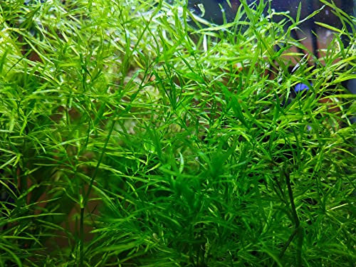 Guppy Grass Najas Guadalupensis - Large Portion - Aquascaping Aquarium Live Plants Shrimp-Safe