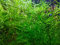 Guppy Grass Najas Guadalupensis - Large Portion - Aquascaping Aquarium Live Plants Shrimp-Safe