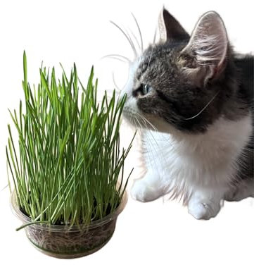 Atomwise Cat Grass Kit x 3 | Nutrient packed Organic Cat Grass Kit with environmentally friendly PLA bowls | Great For Indoor Cats - Good for outdoor cats too.