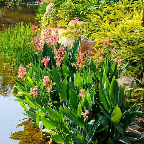 3 pcs canna zwiebeln winterlinge zwiebeln winterhart mehrjährig gartenpflanzen gartendeko für draußen winterharte stauden balkonpflanzen canna garten blumen frühlingsblumen zwiebeln